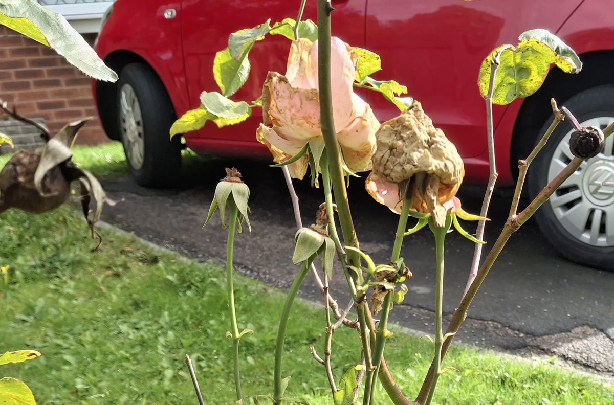 CAYMUSOCAUGHEY's tweet photo. @CAYMUSOCAUGHEY π¦
Random Roses
#Random #Flower #Flowers #WildFlowers #GardenFlowers #Nature #FlowersOfTwitter #LittleThingsMatter #Garden #Gardens #Gardening #Rose #Roses #Rosebud #Rosebuds #RoseBush #RoseBushes #RosesOfTwitter #Plant #Plants #Bush #Bushes https://t.co/vBZET7bOuZ