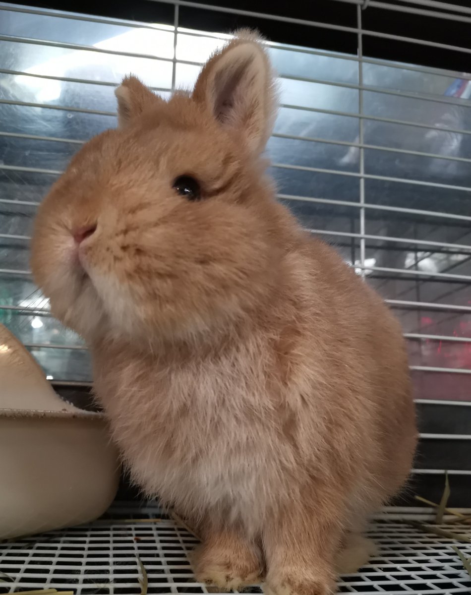 LoveRabbit1118's tweet photo. 雨でジメジメ、やだなぁ〜🥺💦

#loverabbit #うさぎ https://t.co/gCG1qwBroD