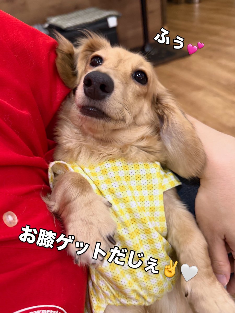 hogokensakai's tweet photo. #あまみつのちびっこ探検日記📔 

視線を感じて顔を上げると…
こちらをジッと見るあまみつちゃん発見🔍

尻尾ブンブン♪
お口がもにょもにょ🤭
このお顔は抱っこしてほしい時✨

🐶『お仕事中かなー？
気付いてくれないかなぁ〜🥺』

と、待っていたのか思うと愛おしくて💕
すぐさま抱きしめました🙌 https://t.co/oWkMNt2Ck9