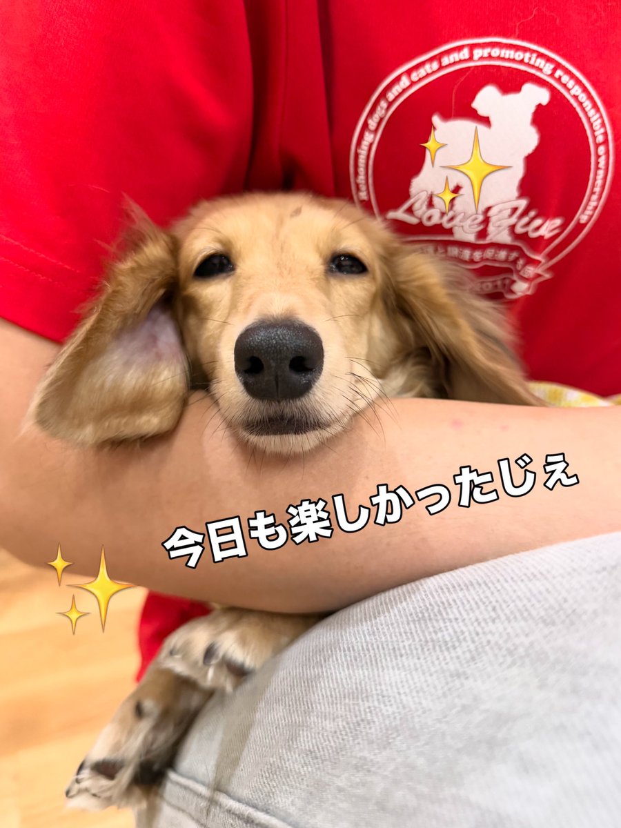 hogokensakai's tweet photo. #あまみつのちびっこ探検日記📔 

視線を感じて顔を上げると…
こちらをジッと見るあまみつちゃん発見🔍

尻尾ブンブン♪
お口がもにょもにょ🤭
このお顔は抱っこしてほしい時✨

🐶『お仕事中かなー？
気付いてくれないかなぁ〜🥺』

と、待っていたのか思うと愛おしくて💕
すぐさま抱きしめました🙌 https://t.co/oWkMNt2Ck9