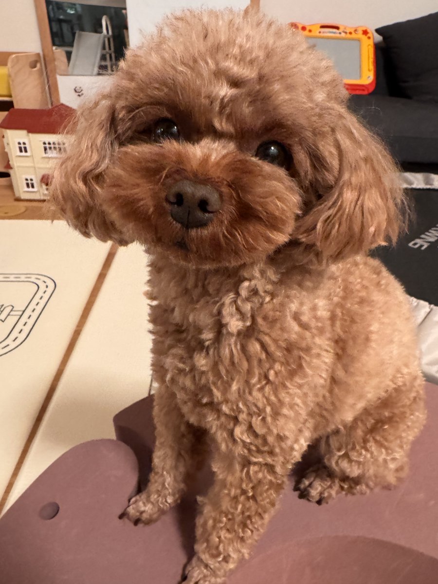 karaage_yosei's tweet photo. 本日5歳になりました
←今日    0歳→ https://t.co/MYhZ0sfzg4