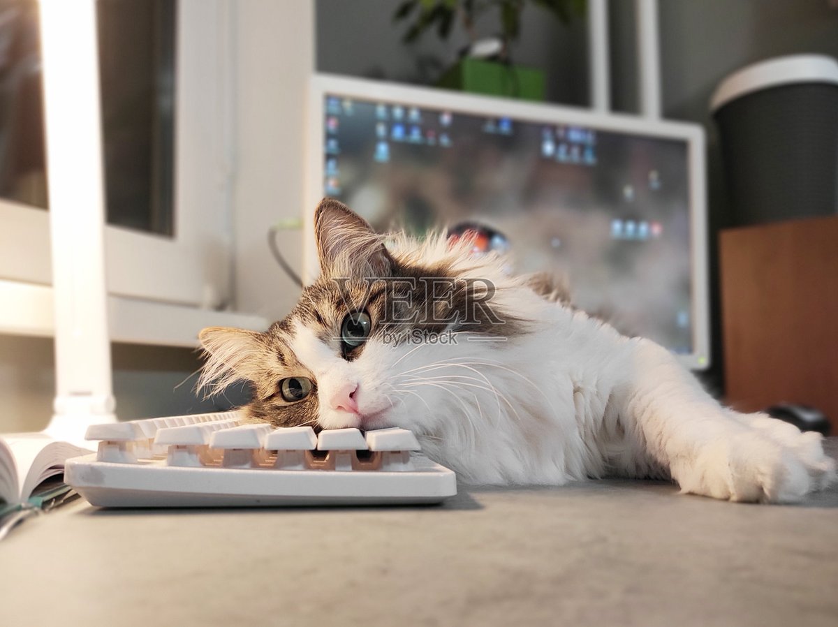 MarylinIder6vz's tweet photo. My fluffy cat curled up on my laptop as I tried to work—best "distraction" ever . https://t.co/YME8K0sNGl