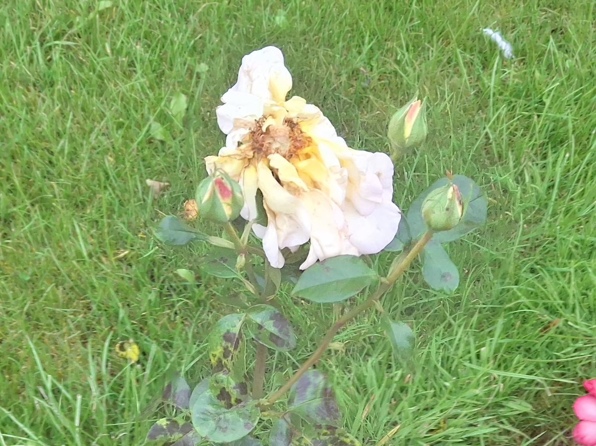 CAYMUSOCAUGHEY's tweet photo. @CAYMUSOCAUGHEY π¦
Random Roses
#Random #Flower #Flowers #WildFlowers #GardenFlowers #Nature #FlowersOfTwitter #LittleThingsMatter #Garden #Gardens #Gardening #Rose #Roses #Rosebud #Rosebuds #RoseBush #RoseBushes #RosesOfTwitter #Plant #Plants #Bush #Bushes https://t.co/yYAMoEMDUK