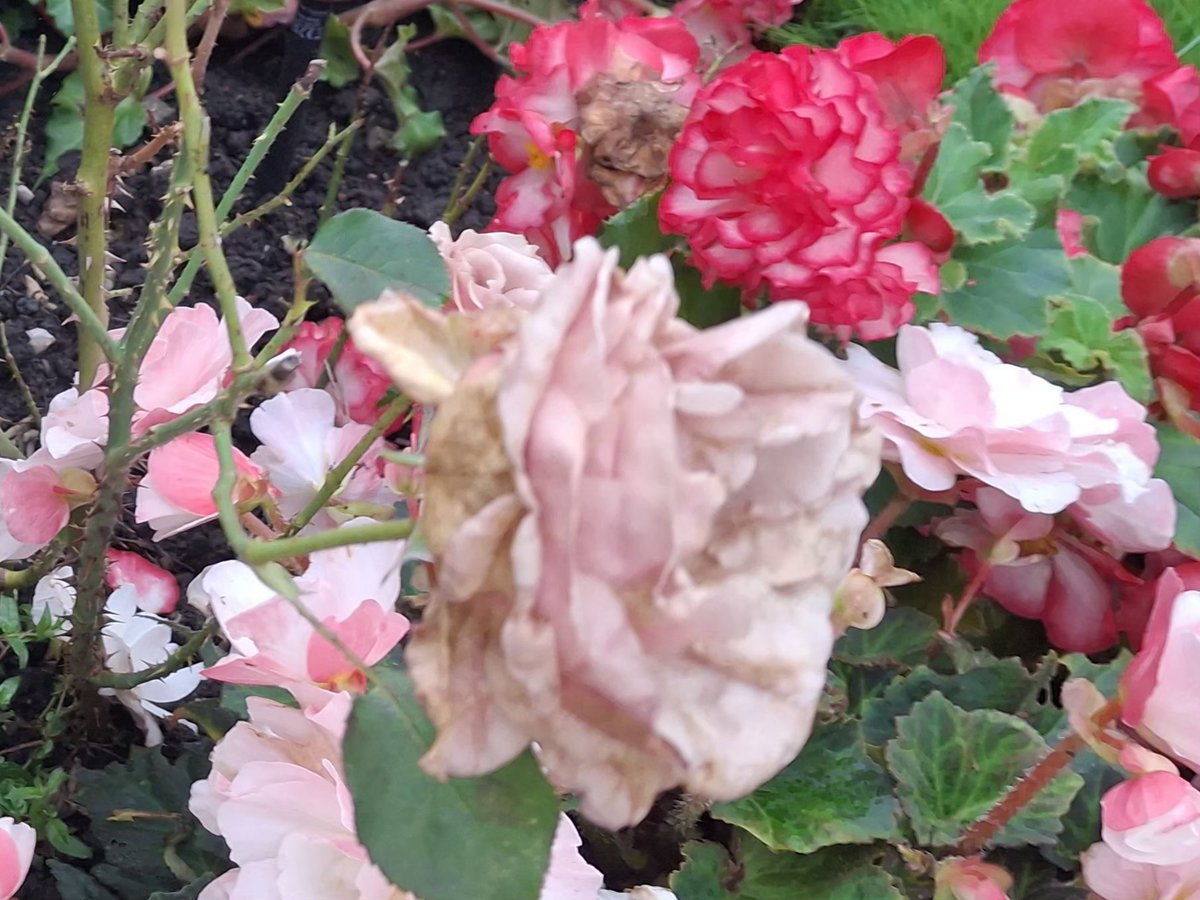 CAYMUSOCAUGHEY's tweet photo. @CAYMUSOCAUGHEY π¦
Random Roses
#Random #Flower #Flowers #WildFlowers #GardenFlowers #Nature #FlowersOfTwitter #LittleThingsMatter #Garden #Gardens #Gardening #Rose #Roses #Rosebud #Rosebuds #RoseBush #RoseBushes #RosesOfTwitter #Plant #Plants #Bush #Bushes https://t.co/yYAMoEMDUK