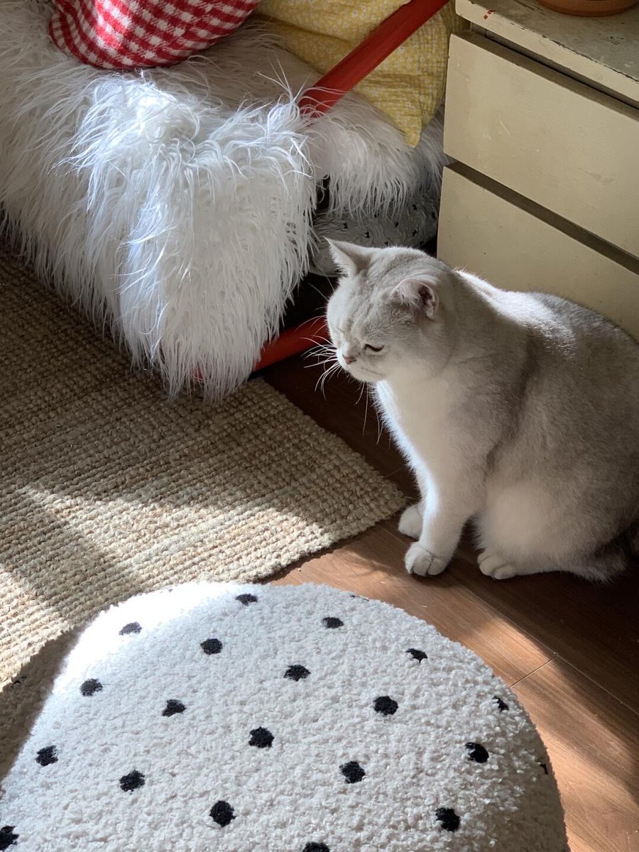 hanms559469's tweet photo. Cozy rainy Sunday in—baking cookies while the cat naps on the windowsill, perfect little quiet happiness to end the week. https://t.co/CPNk7MYCOt