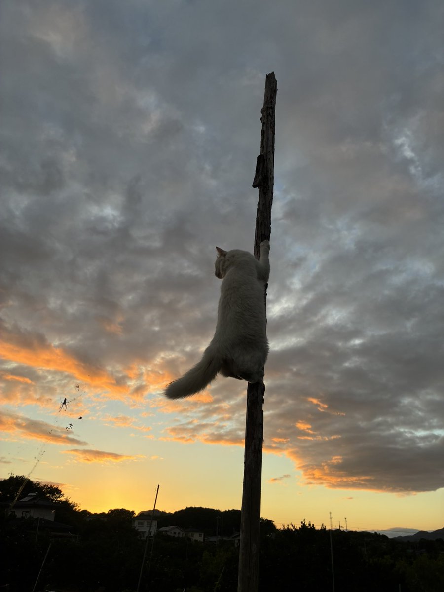 hirashica's tweet photo. 夕方の野菜畑の水やり中🐱

#猫　#白猫 https://t.co/sNKIjUI0jm