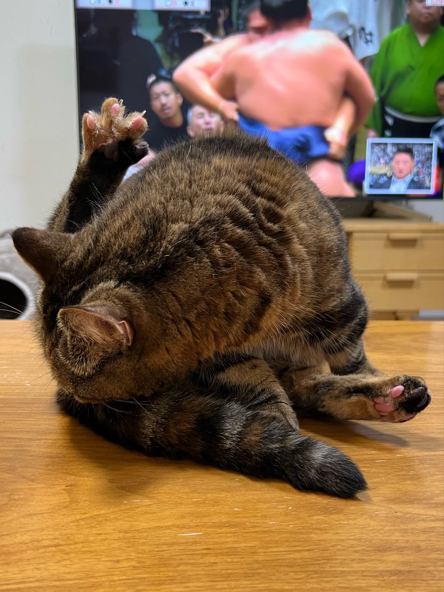 masuneco7's tweet photo. 相撲観戦中の飼い主の前にわざわざ来て毛繕いするねこ。
邪魔だがねこのパーが可愛かったから許ーーす！ https://t.co/CePfM4KYk5