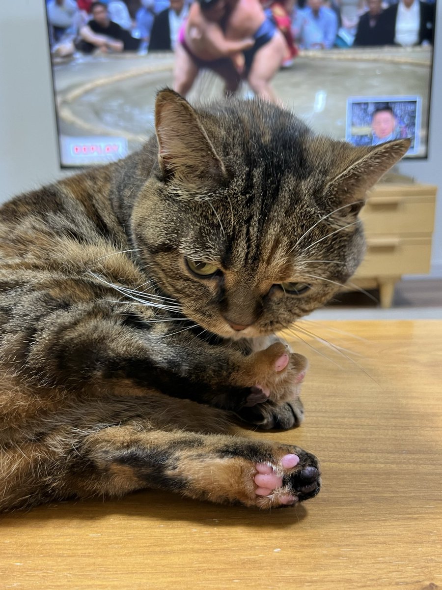 masuneco7's tweet photo. 相撲観戦中の飼い主の前にわざわざ来て毛繕いするねこ。
邪魔だがねこのパーが可愛かったから許ーーす！ https://t.co/CePfM4KYk5