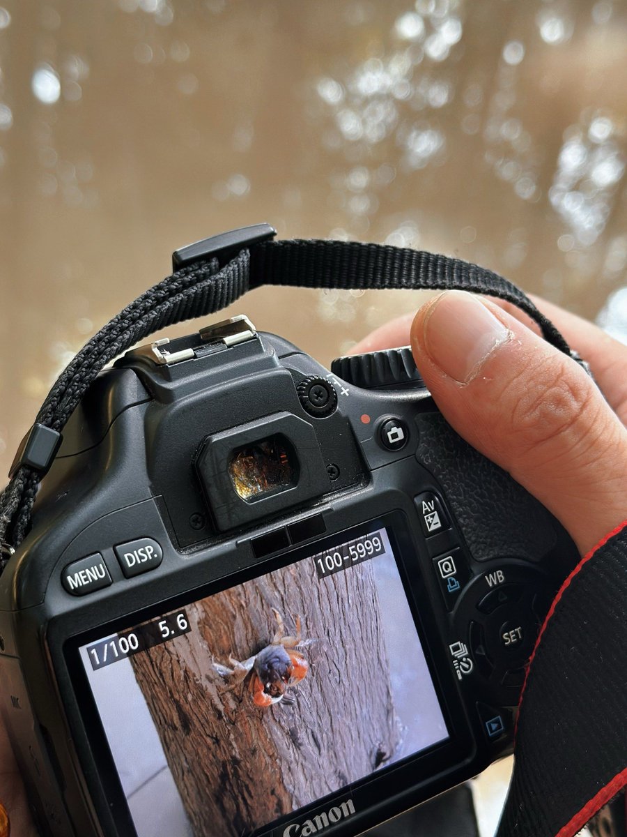 michaelna19ncy's tweet photo. New to photography Start with mastering natural light and keep your subject off-center—game-changer for awesome first shots! https://t.co/zV86pRZZic