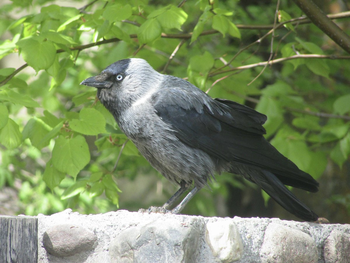 light_in_flight's tweet photo. Western Jackdaw

Smilovichi, Belarus
April 28, 2025

#LightInBirds #фандомптиц #WesternJackdaw #BirdPhotography https://t.co/Yz6Slm95Cz