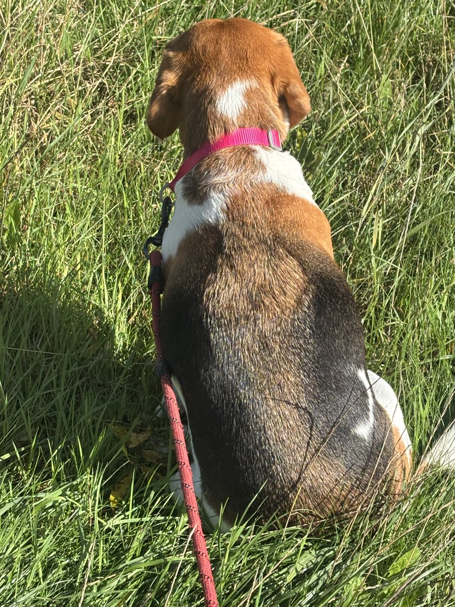 mcnultycathrn's tweet photo. Beagles have solar panels ☺️♥️😎 https://t.co/OpMXPTAnMo