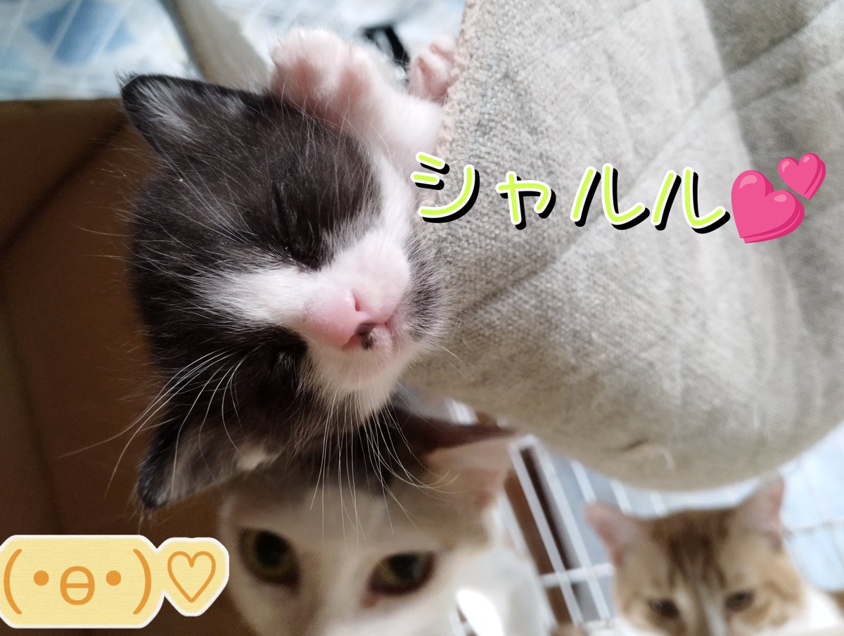 Mitsuri0728's tweet photo. スマホの写真を見ていたら、うちのアイドル💖シャルルちゃんの小さい時の写真を発見😆
はじめてのハンモックでお昼寝してる所をカナヲお姉さんとブン兄ちゃんがガン見👀

台風🌀接近してるので皆さんも気を付けてくださいね💦 https://t.co/6tLn38VNOB