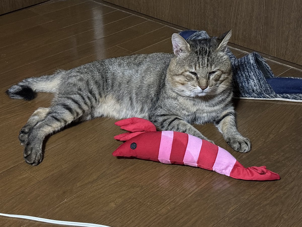 ruminnygame's tweet photo. トラちゃん🐱が居なくなってからなんとなくレオちゃん寂しそうです😢2匹揃えば喧嘩の日々だったけれど、四年以上いた相方が居ないのはやっぱり寂しいよね😔　いや、眠いのかな🥱🤭 https://t.co/KTZizWoJgz