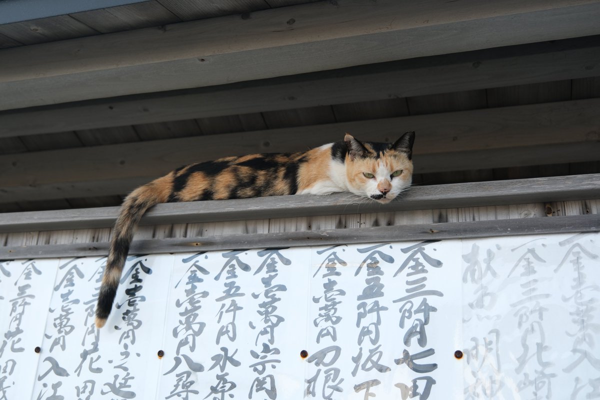 predictabo's tweet photo. 高いところでお出迎え

#猫
#ねこ
#猫のいる暮らし𓃠
#猫かわいい
#cat https://t.co/sRgg0ynFOn