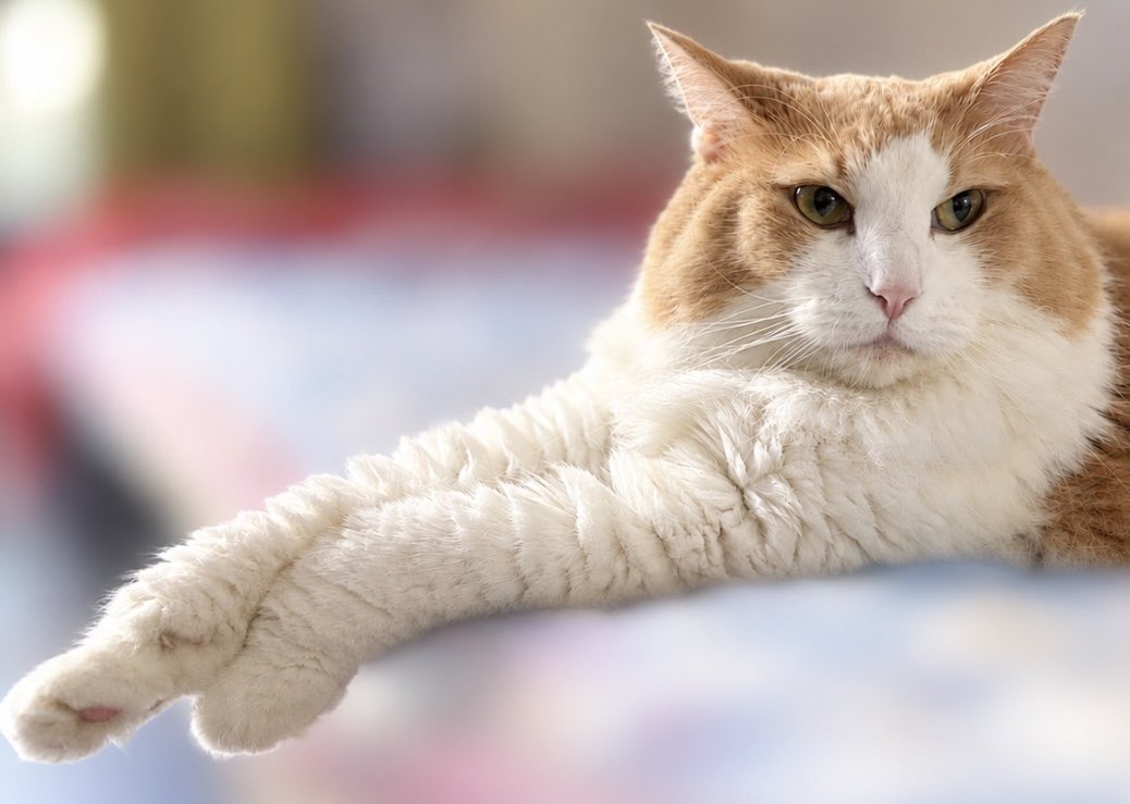 webuddha's tweet photo. お手て長ーいキラキラなうに🐈

#ノルウェージャンフォレストキャット
#うに🐈
#Canday
#Catday https://t.co/45rDg9uhlq