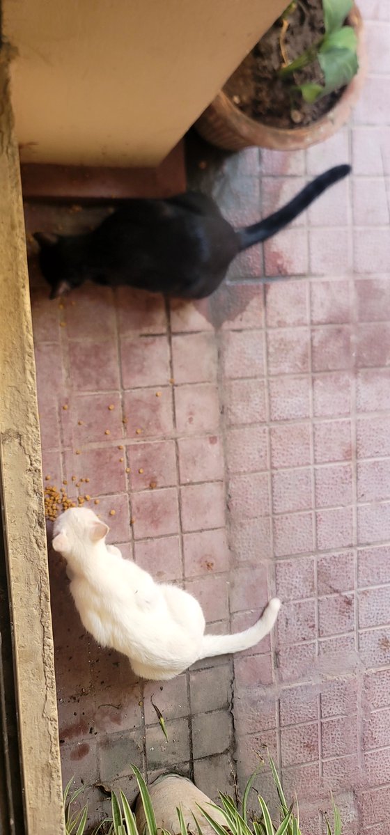ZmrZamar's tweet photo. Kala ka Chitta?
#StrayFriends https://t.co/TqZRGkSMZr