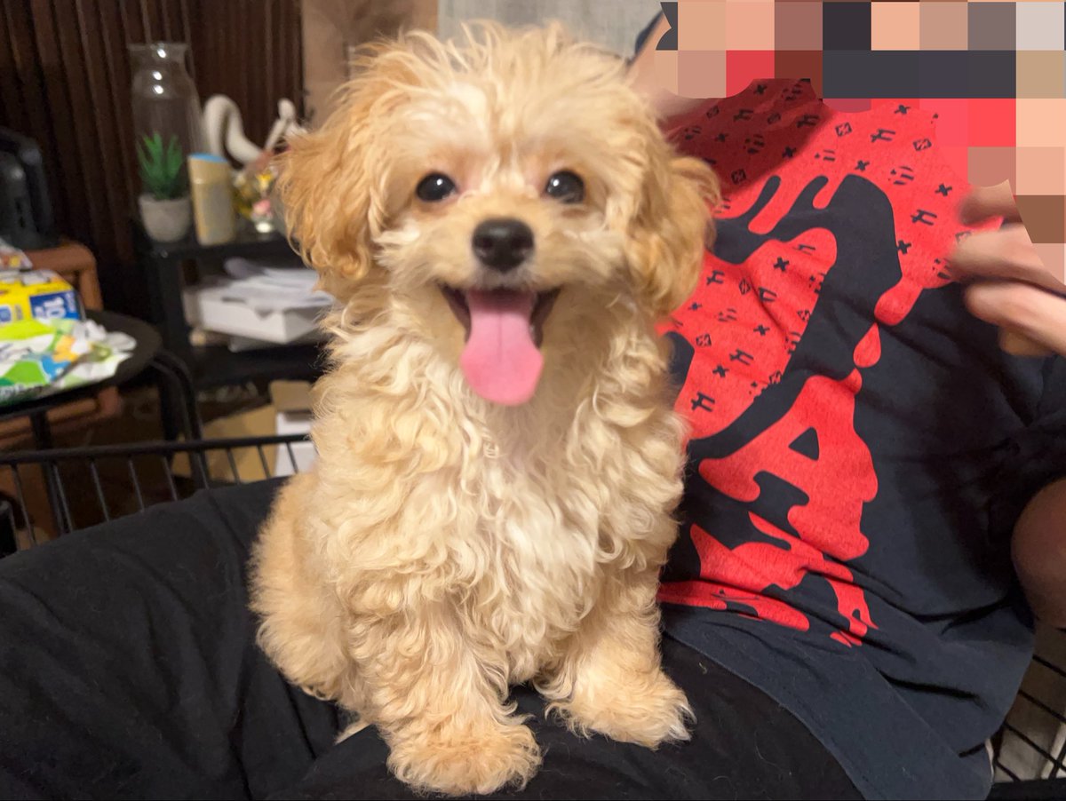 wow_prr's tweet photo. ウインク習得犬 https://t.co/MGJgoZQoXs