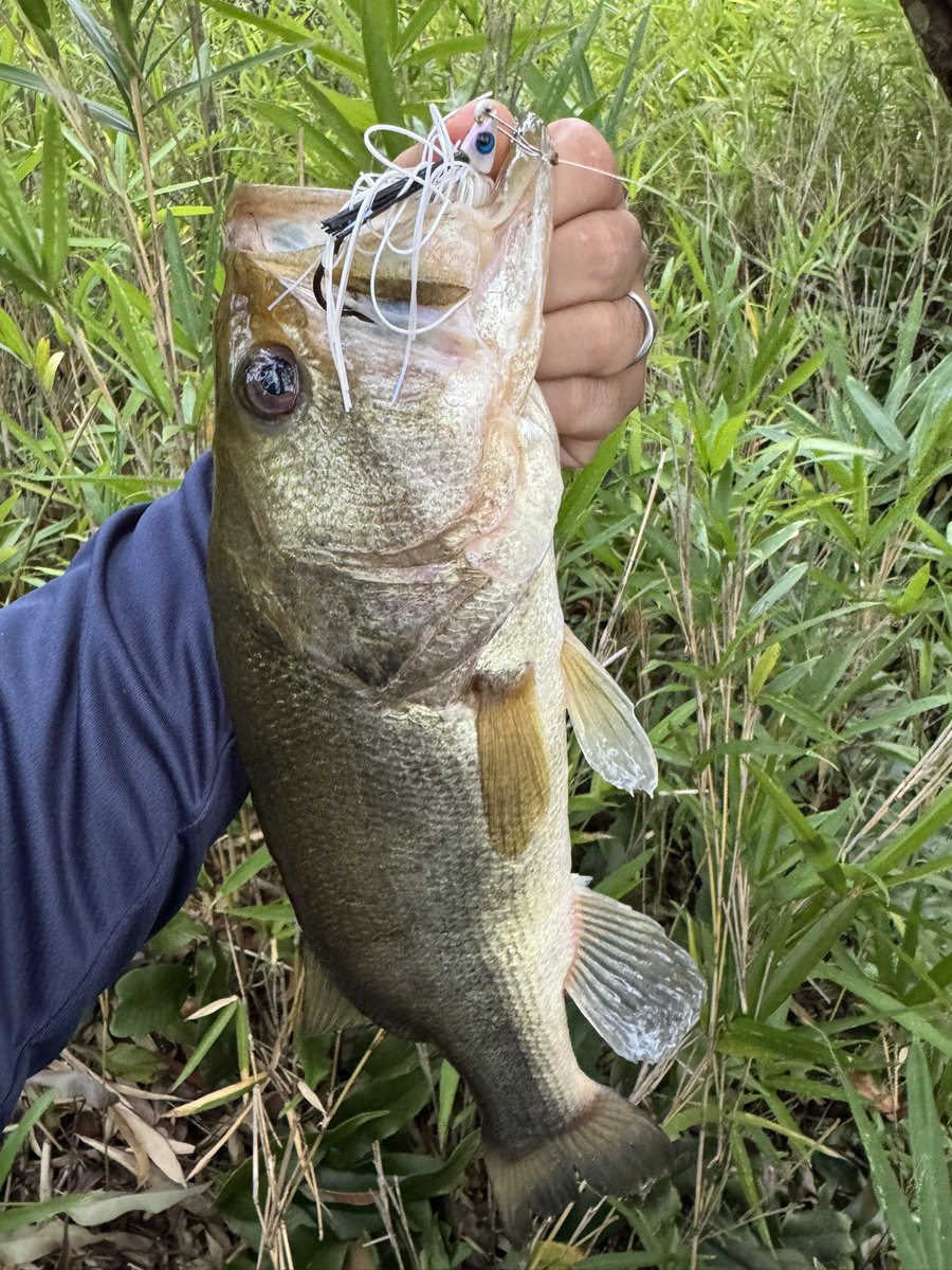 bay_yong_0921's tweet photo. 夕まずめにちょっどだけ野池へ
スイムジグでまずまずの魚をキャッチ
NOMAD C68MHとスイムジグの相性◎

#mibro
#C68MH
#スイムジグ
#プロズスイムジグ https://t.co/sHrBF63FMY
