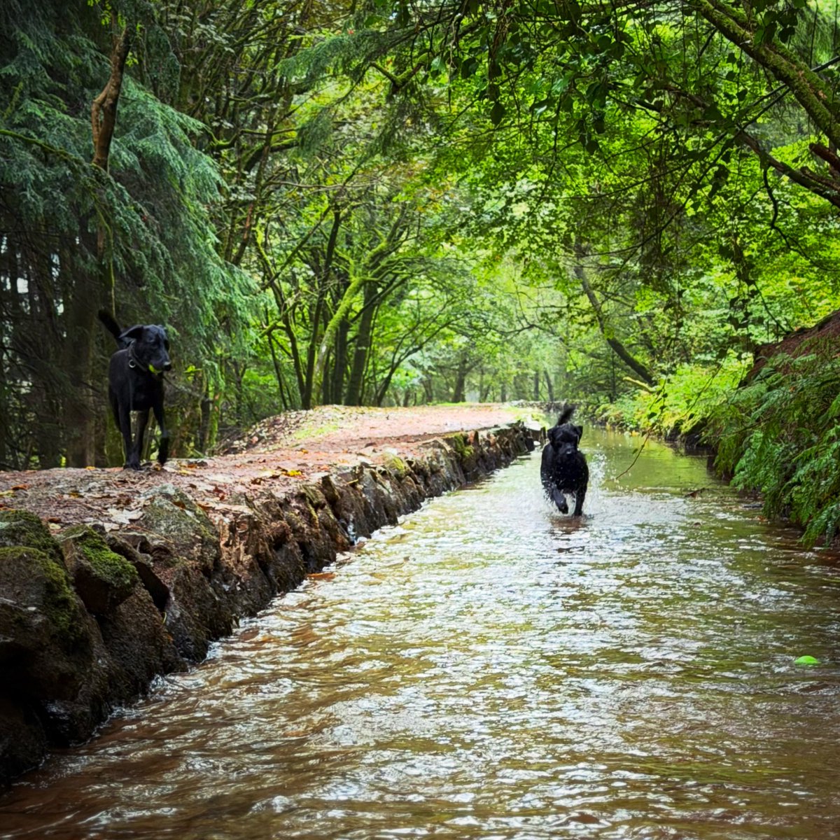 _GS_Albert's tweet photo. Long time no post- we’ve been busy moving house. This is now on our doorstep, the boys approve 🏞️🐶🐶 https://t.co/aB6AuD3Ck7