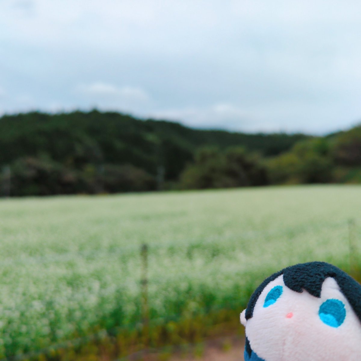 0125Maple's tweet photo. そば畑と金木犀 https://t.co/dEcVDG63ij