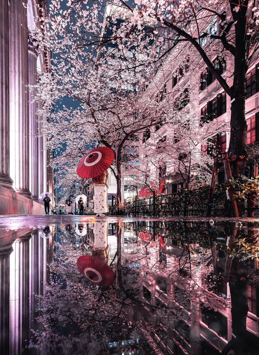 the_gpc_'s tweet photo. Tokyo Sakura 🌸📸 https://t.co/1dwhfQyR30