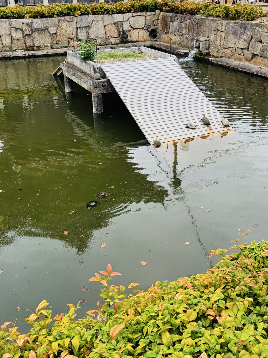 ibaibaya's tweet photo. 大阪まで骨董市に行ってきたけど、午後参戦だったから焼け野原で、なんも買わず帰ってきた…めちゃくちゃ…歩いた…

こ��は境内の🐢 https://t.co/eLN0vcpKyp