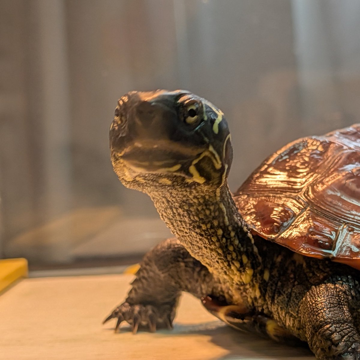 barney0717's tweet photo. 丸顔バーニー🐢 https://t.co/54c81by538