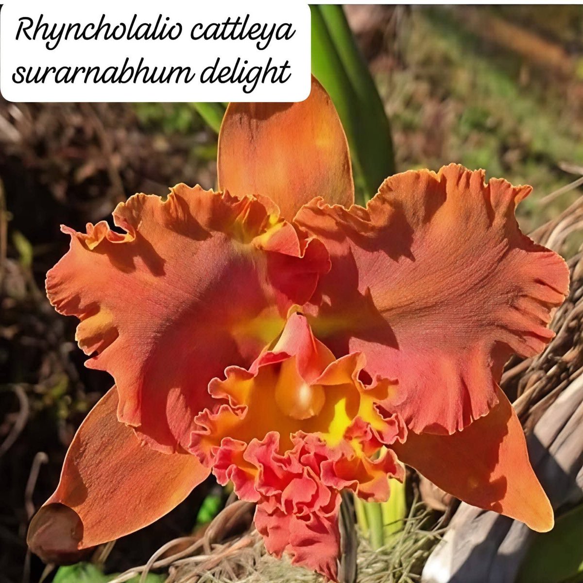 CabardoRodolfo's tweet photo. True beauty and spiritual strength do not always requires the validation of the sunlight. 

Goodnight everyone 😴 💓 💗 💖 https://t.co/7ERTS2gYXd