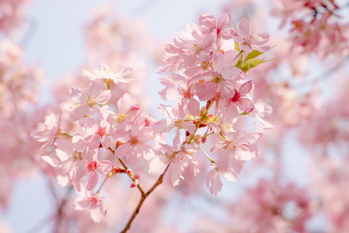 catatanmakan's tweet photo. Just had a 10-minute slow walk under fresh cherry blossoms, and my messy mind suddenly felt quiet. https://t.co/PfNoiFL1hv