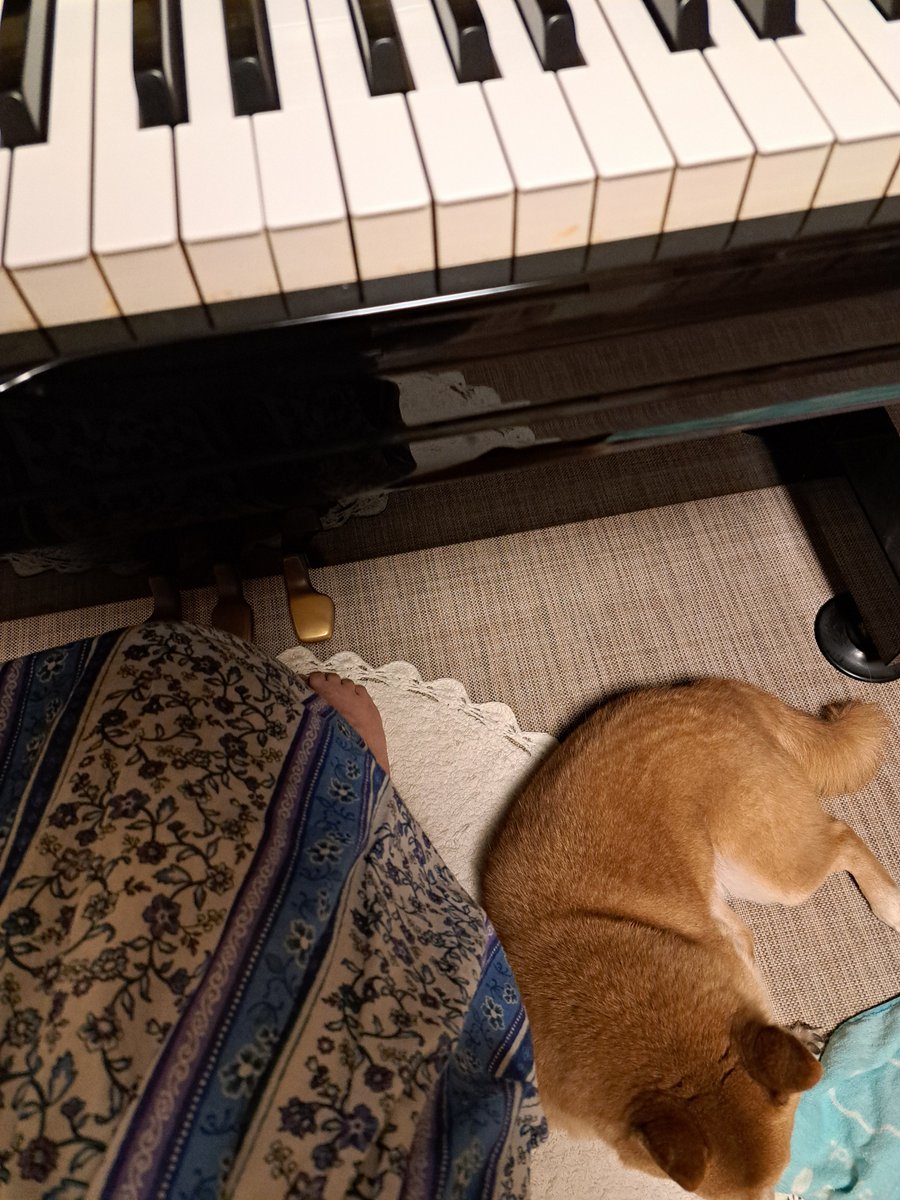 rinrinta124's tweet photo. 昨日のライブレッスンのペダルを浅めに踏んでみる復習を。まだ終わらないの〜？って待ってる🐕️ https://t.co/m4fsmJAotS