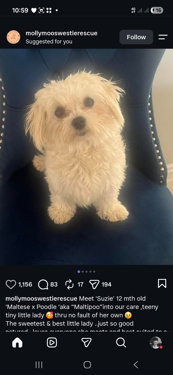 catlowry54's tweet photo. In #MollyMoos 12 months dotey
We need to all try redirect ppl away from #puppyfarms - Join the #adoptdontshop tribe 😉 https://t.co/HajhnGjyd7
