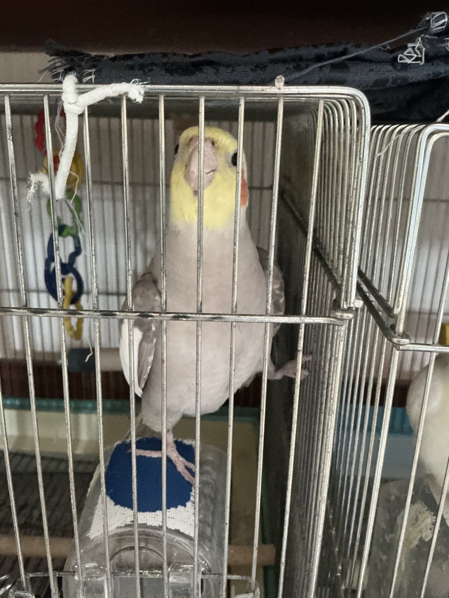 okamenookome's tweet photo. フェルト布でオカメインコ作りました❤️‍🔥
#オカメインコ　#インコ　#ぬいもの https://t.co/amK6tksicp