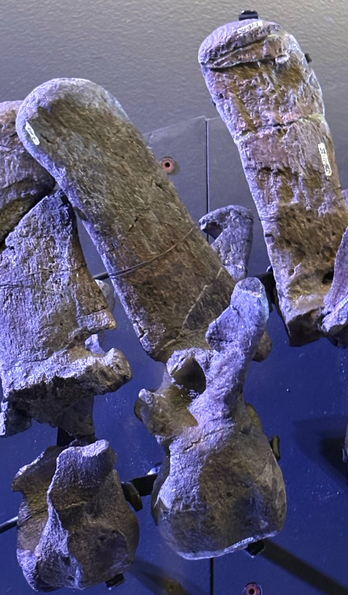 Desgidra's tweet photo. カムイサウルスの背骨
こういう特徴を至近距離で観察出来るのはほんとにすごい
まじで一回行ってみてほしい https://t.co/viAiVOuKvi