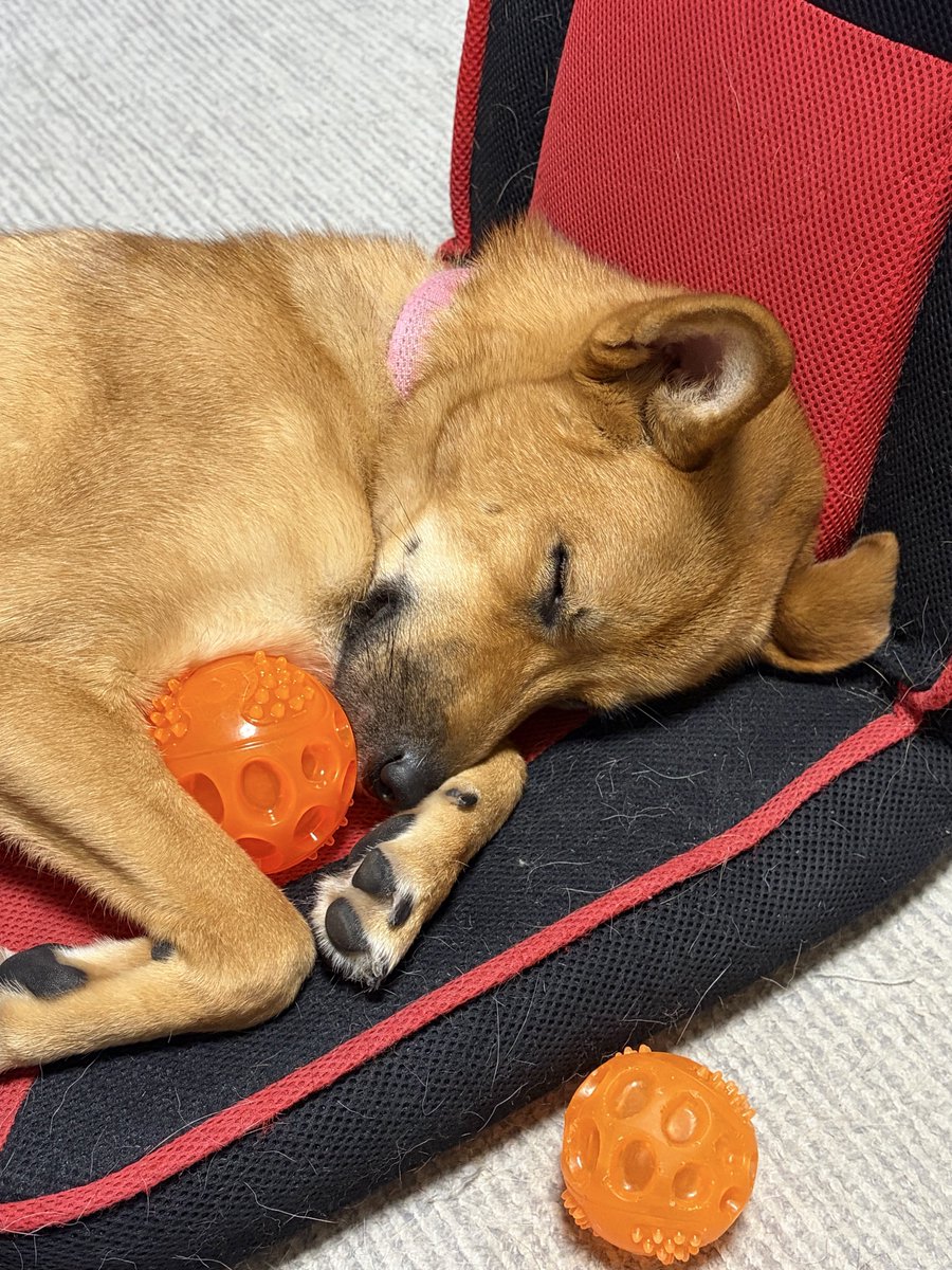 himemai1111's tweet photo. ねぇ、今日買ってきたおもちゃ抱いて寝てる😭✨

小さく「グゥーグゥー💤」寝息まで
聞こえるし何この可愛い子…😭💘

尊い…可愛すぎて毎日しんどい
#雑種犬ユメ #保護犬 #雑種犬 https://t.co/SxzodV4QME