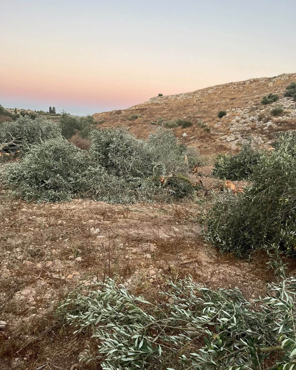 EyeonPalestine's tweet photo. Israeli settlers cut down dozens of olive trees in the town of Ni’lin, west of Ramallah. https://t.co/p4cK6zhtwO