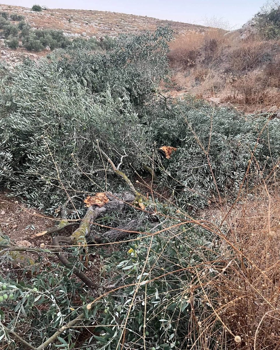 EyeonPalestine's tweet photo. Israeli settlers cut down dozens of olive trees in the town of Ni’lin, west of Ramallah. https://t.co/p4cK6zhtwO