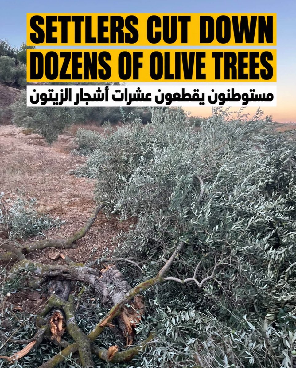 EyeonPalestine's tweet photo. Israeli settlers cut down dozens of olive trees in the town of Ni’lin, west of Ramallah. https://t.co/p4cK6zhtwO