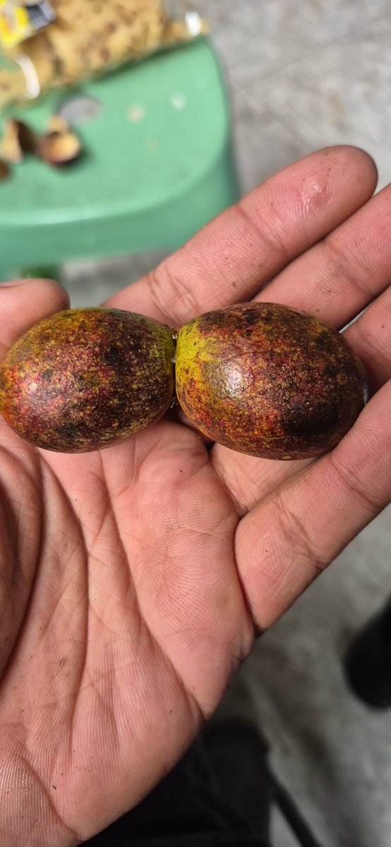 niduthegr8's tweet photo. Pertama kali ketemu dan nyoba buah ini, bentuknya agak gimana gitu.. https://t.co/ivXRpDlubL