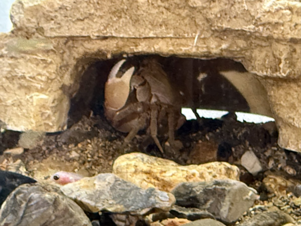 cenyore's tweet photo. 今日の我が家の生き物たちニュース！！

終わった後の一服…的な…？

#サワガニ https://t.co/4Zc5JO6sKg