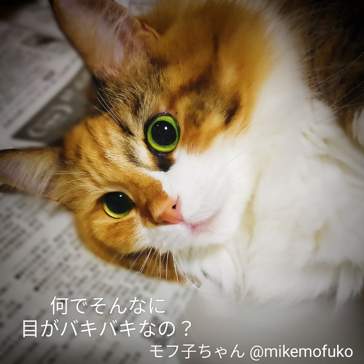 mikemofuko's tweet photo. 飼い主、暫く家に帰らなかったのでモフ子がこの顔で私を見てきます😅😼
#猫のいる暮らし𓃠 #猫好きさんとつながりたい 目ぇバッキバキ過ぎる😂💦 https://t.co/gEGZEukbBw