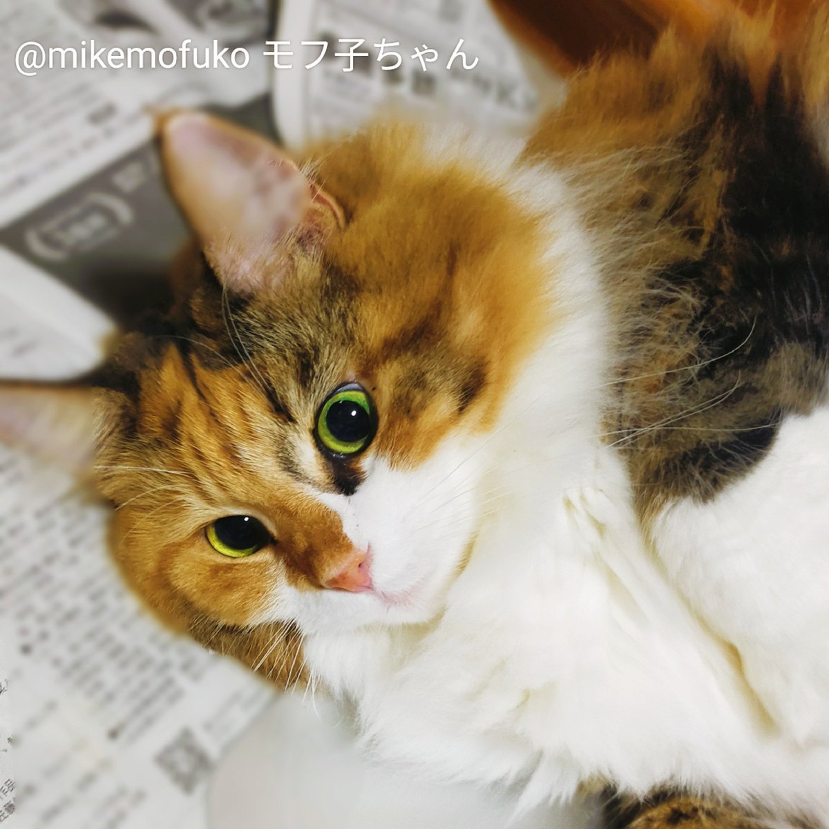 mikemofuko's tweet photo. 飼い主、暫く家に帰らなかったのでモフ子がこの顔で私を見てきます😅😼
#猫のいる暮らし𓃠 #猫好きさんとつながりたい 目ぇバッキバキ過ぎる😂💦 https://t.co/gEGZEukbBw