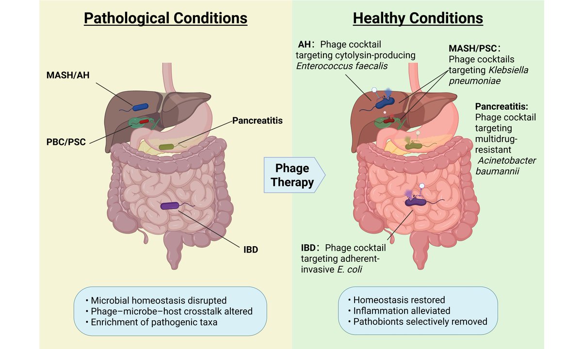 MicroResRep's tweet photo. 📚 Previous Article

How do bacteriophages influence inflammatory gastrointestinal diseases?

This review highlights the roles of phages in gut microbial dynamics, host immunity, and disease progression.

🔬https://t.co/zBmBugizMn https://t.co/8A4pXxkqd2