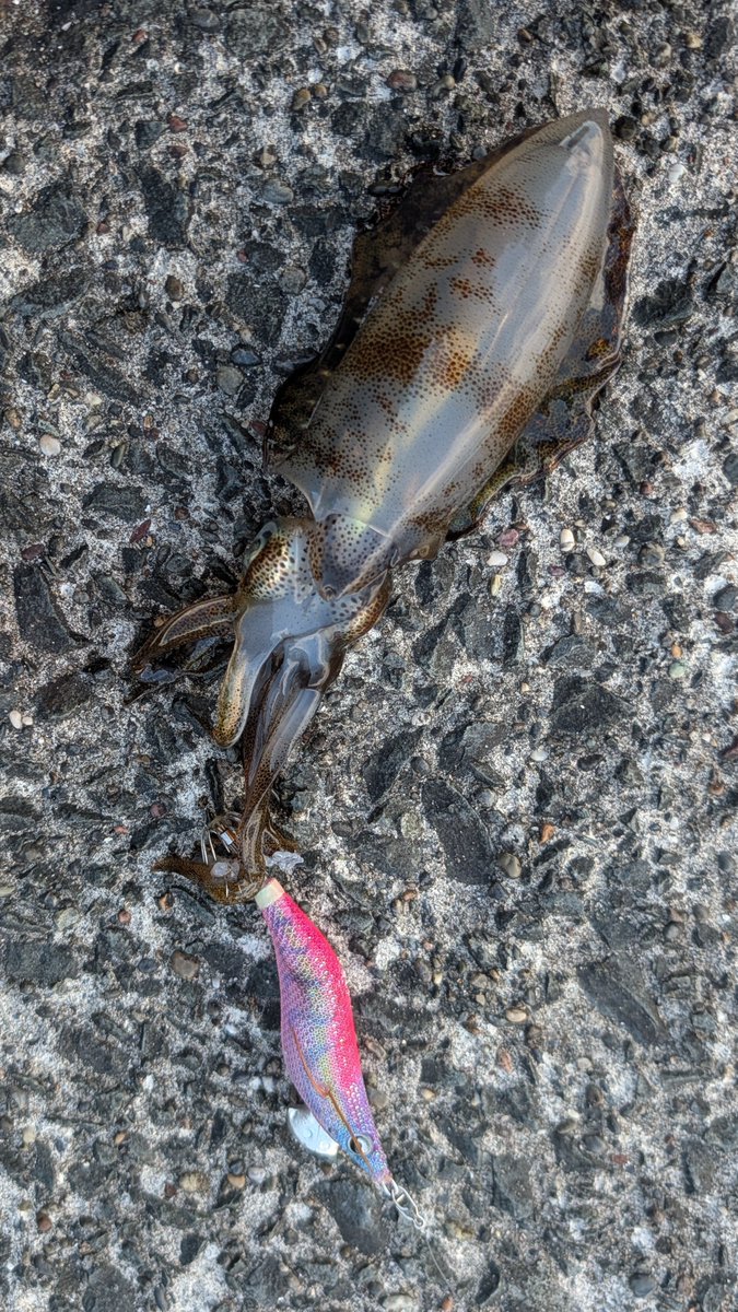 yeah_umi's tweet photo. サーフの裏メニュー
エギング！

アオリイカの新子
ようやくコロッケサイズに出会えた

3杯釣れたし
マグレ卒業と言っていいよね

普通に話しかけられ
エギンガーのふりをして
乗り切った
(°∀°)ﾋｨｨｨｨ https://t.co/dtkwkF9k6z