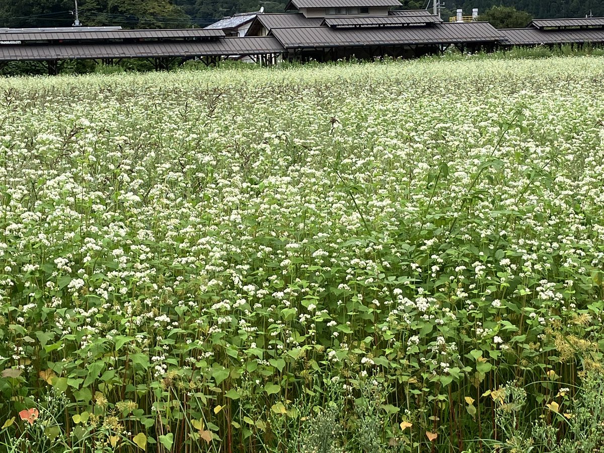 K_k750221's tweet photo. 今日はアウトレットと道の駅へ
ティファールで50%でラスイチのセット買えた😆肉汁うどん麺が太くてびっくりw

旦那さんの現場の近くで、そばの花が綺麗だったから📸 https://t.co/bzXqczaWVZ