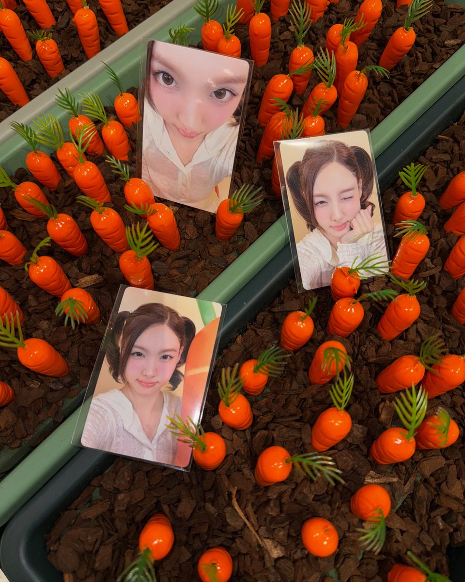 godmitzu's tweet photo. NAYEON BIRTHDAY BUNNY PHOTOCARDS https://t.co/VewUVUXGmW