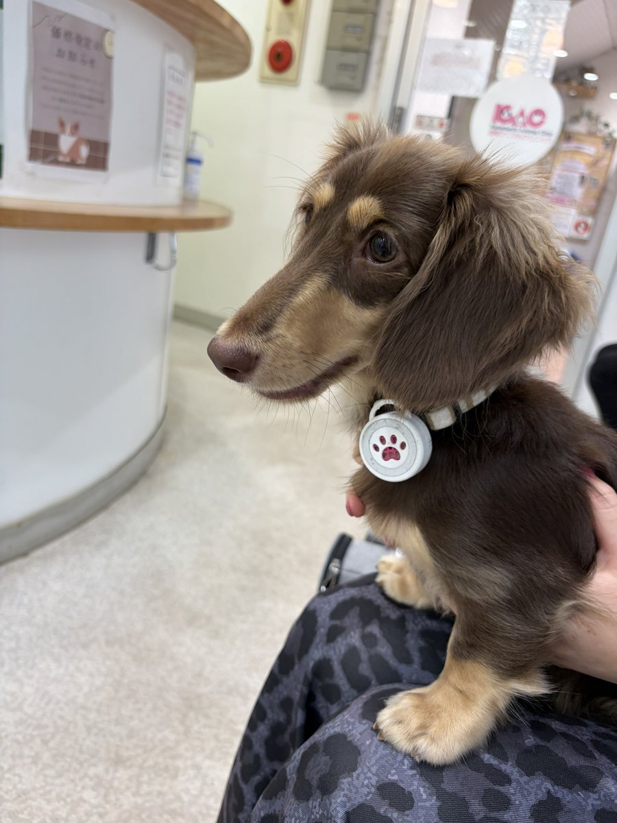 paroron0's tweet photo. 避妊手術の検診で動物病院🐶🏥 https://t.co/zmL7xgihG7