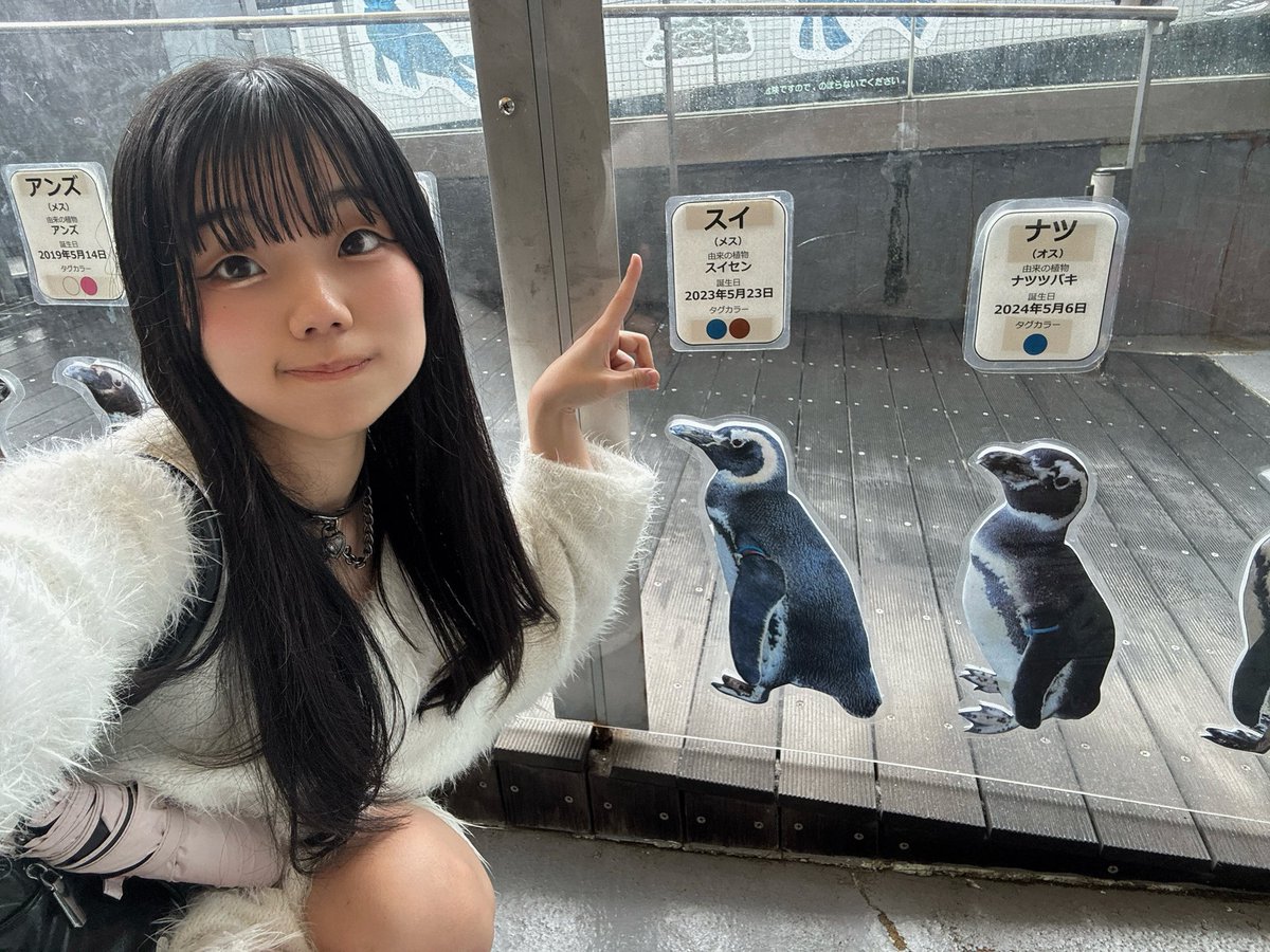 CoCone__y's tweet photo. 今日のハイライト
スイちゃんっていうペンギンを見つけてなんだか嬉しくなりました🐧🩷 https://t.co/PkvnIA7rp2