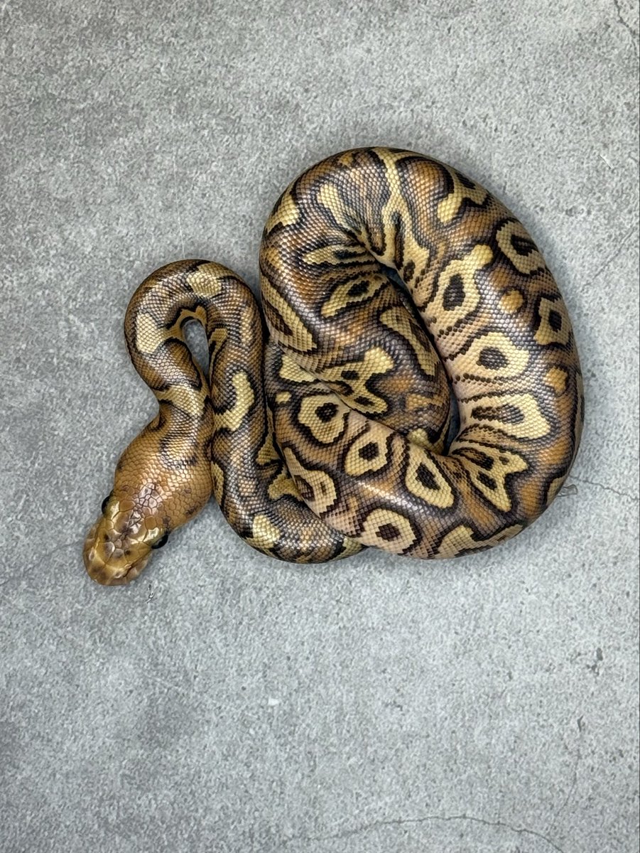 MKK36551722's tweet photo. ハッチアウト✨
Cypress Spotnose Clown
1.0 Cypress het Clown × Spotnose het Clown
#SWAGBaller
#REPTO
#ボールパイソン https://t.co/mInmlhhTwr