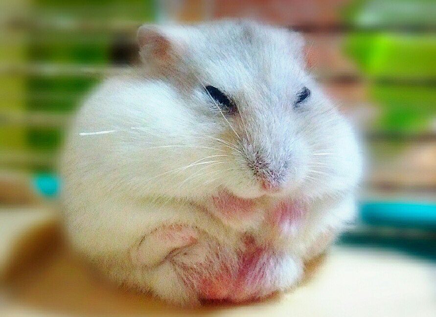 andorinarina's tweet photo. ヒットポイント回復するなら 傷薬とハム玉で〜♪ https://t.co/wjPTSe4tcV