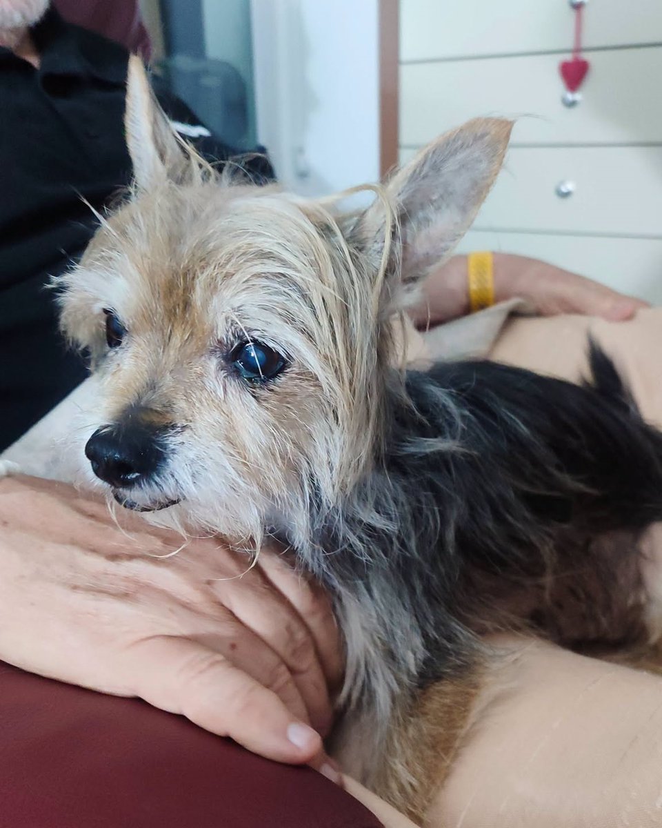 SosAbuelos1's tweet photo. #GRANADA
Cuando con 13 años, el pequeño #TEDDY llegó, estaba en tan mal estado que no se mantenía de pie... Su acogida obró milagros y hoy, aunque un poquito cojo, ha mejorado. (Queda todavía tratarle la boquita)

Es un dulce de chiquitín

Contacto: adopta@porpatas.org https://t.co/j8AlG8ATFw